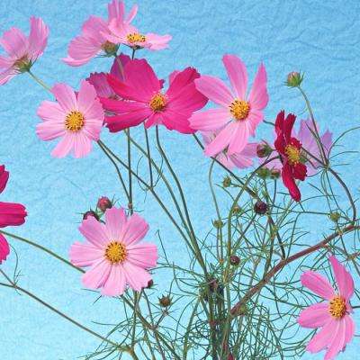 乐鱼游戏app在线登录手机app下载